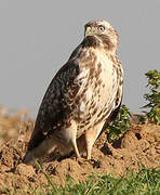 Common Buzzard