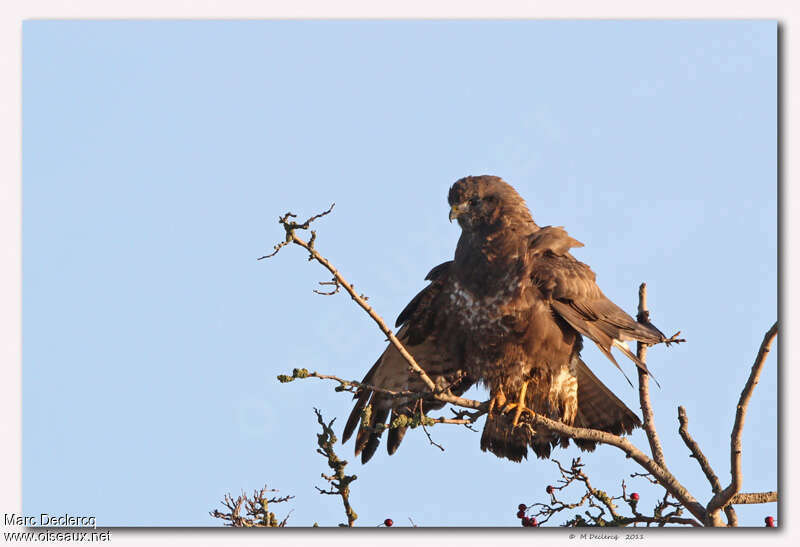 Common Buzzard, identification, care, Behaviour