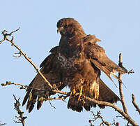 Buse variable