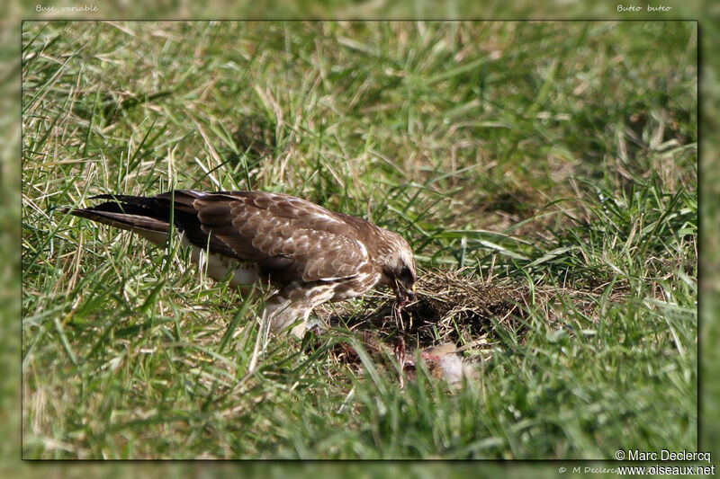 Common Buzzard, identification