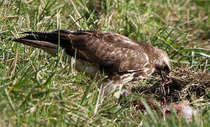 Common Buzzard