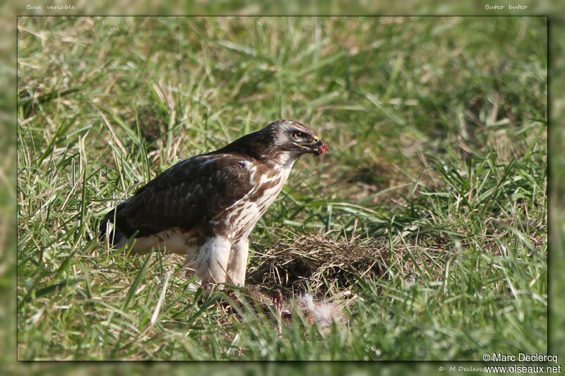 Common Buzzard, identification, feeding habits