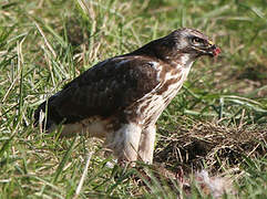 Common Buzzard