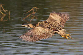 Eurasian Bittern