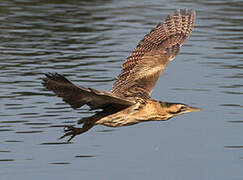 Eurasian Bittern