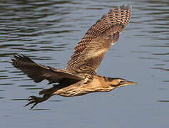 Eurasian Bittern