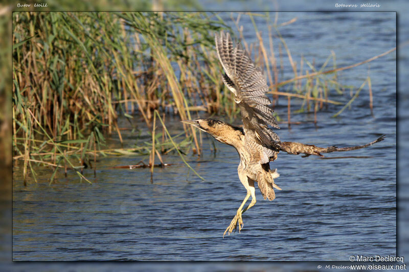 Eurasian Bittern, Flight