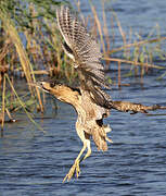 Eurasian Bittern