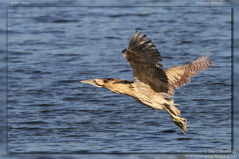 Eurasian Bittern, Flight