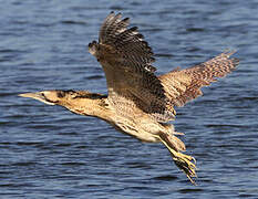 Eurasian Bittern