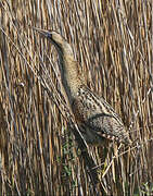 Eurasian Bittern