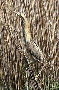 Eurasian Bittern