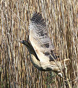 Eurasian Bittern