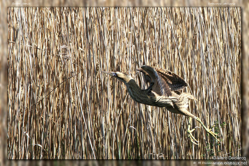 Eurasian Bittern, Flight