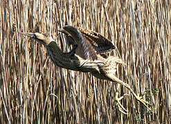 Eurasian Bittern