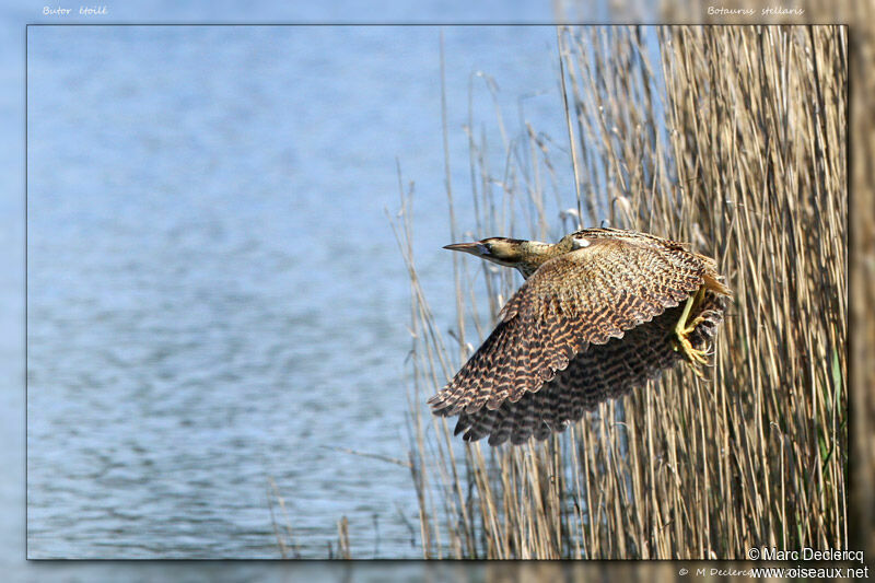 Eurasian Bittern, Flight