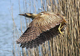 Eurasian Bittern