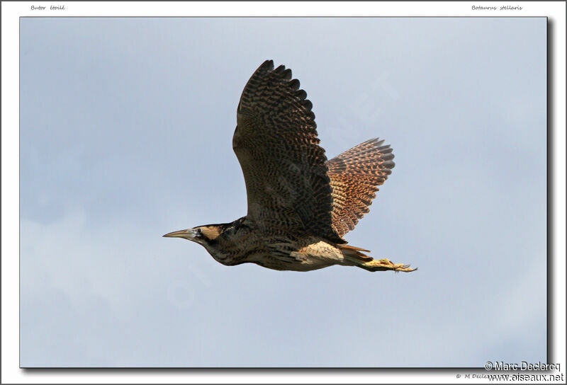 Eurasian Bittern, Flight