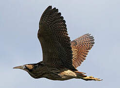 Eurasian Bittern