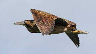 Eurasian Bittern