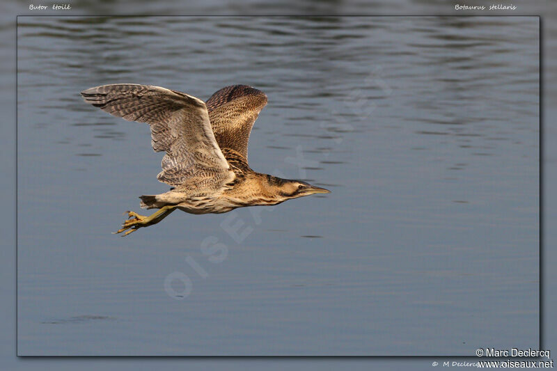 Eurasian Bittern, Flight