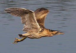 Eurasian Bittern