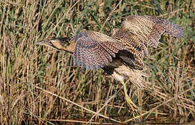 Eurasian Bittern