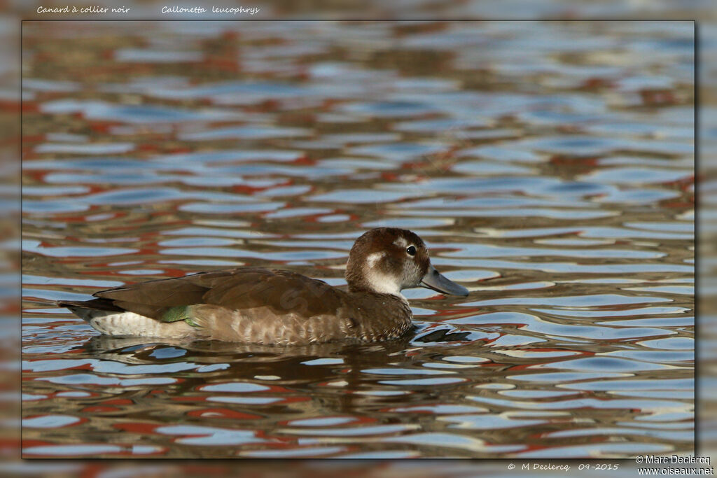 Ringed Teal female