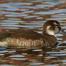 Canard à collier noir