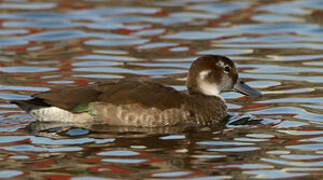 Ringed Teal