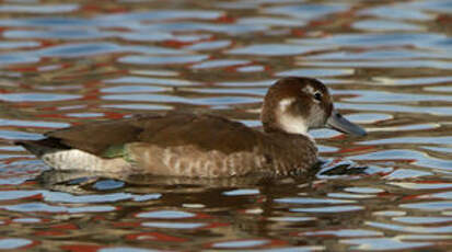 Canard à collier noir