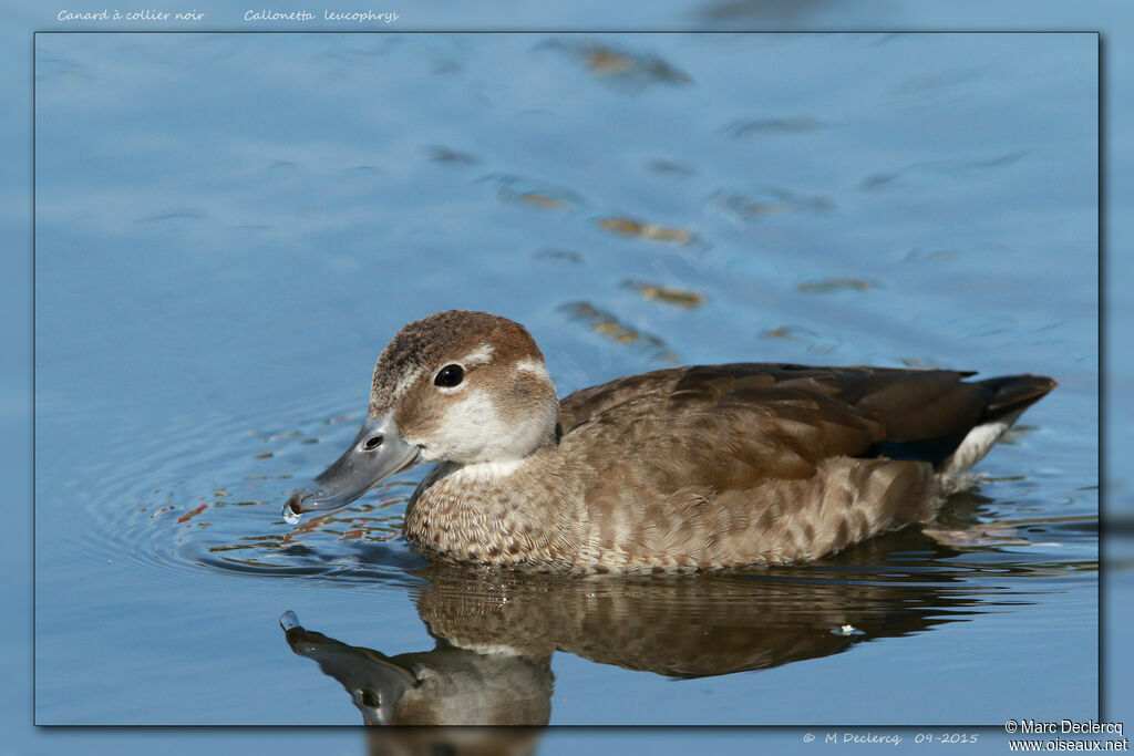 Ringed Teal female