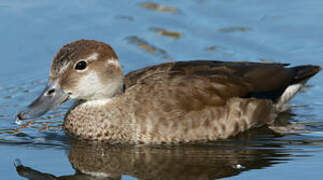 Ringed Teal