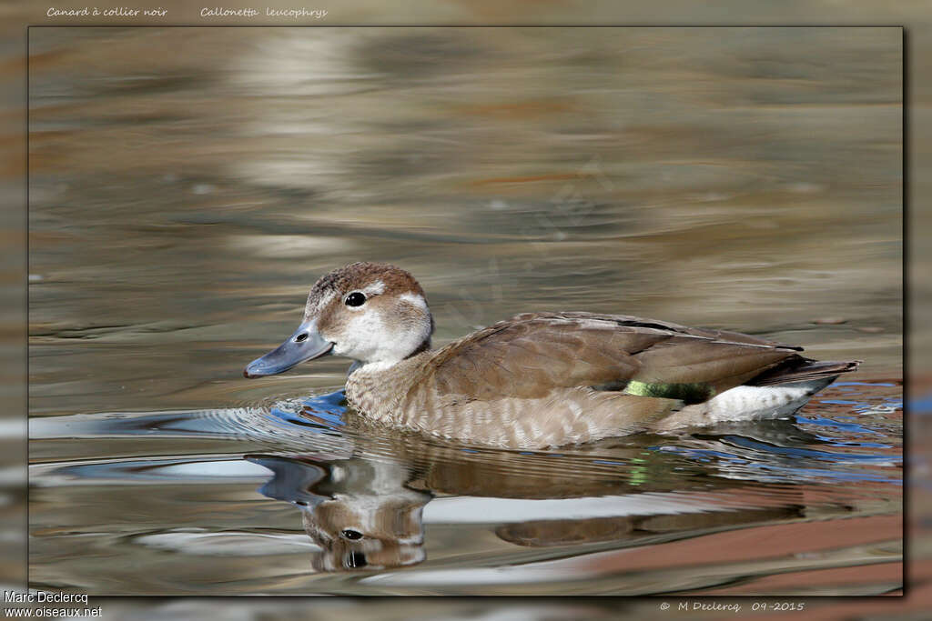 Canard à collier noir femelle, identification