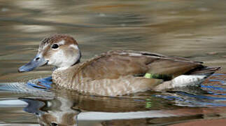 Ringed Teal