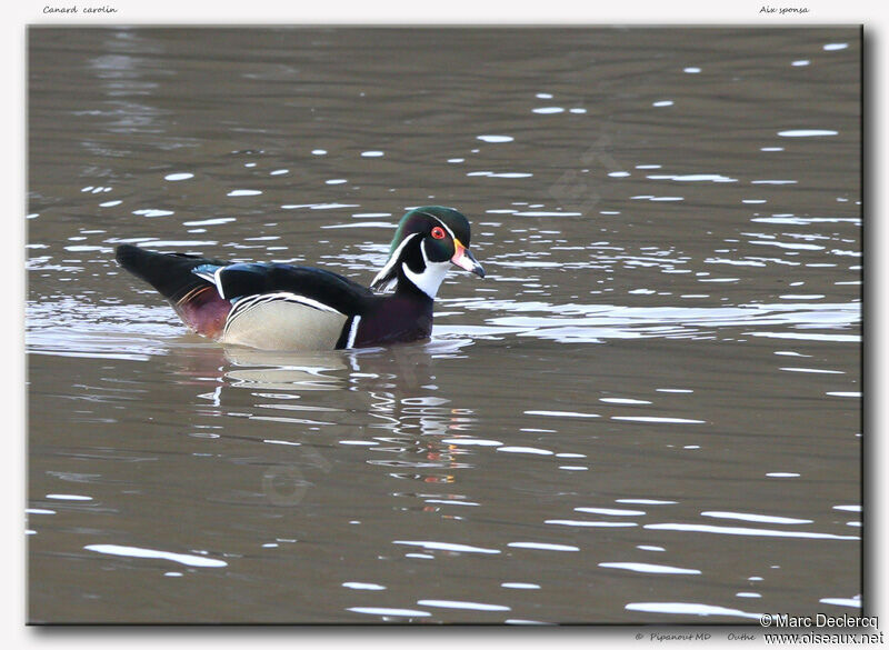 Wood Duck, identification