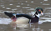 Canard carolin