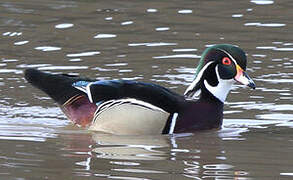 Wood Duck