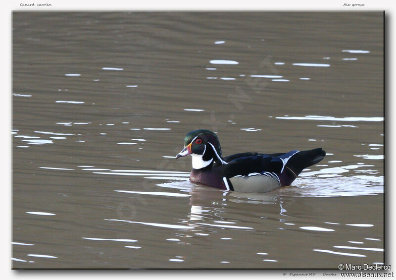 Wood Duck, identification