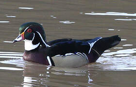 Wood Duck