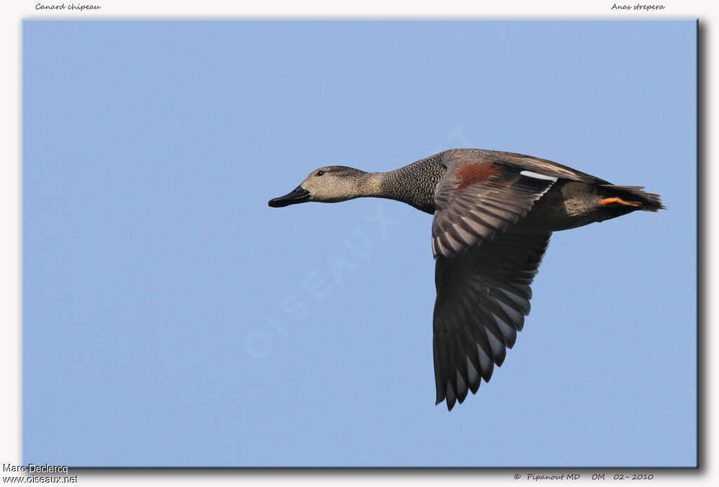 Canard chipeau, Vol