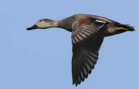 Gadwall