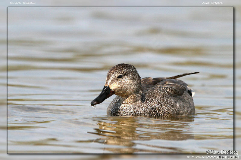 Gadwall, identification