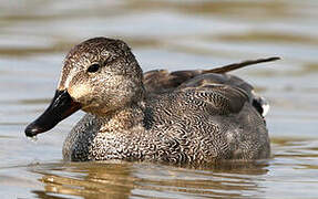 Canard chipeau