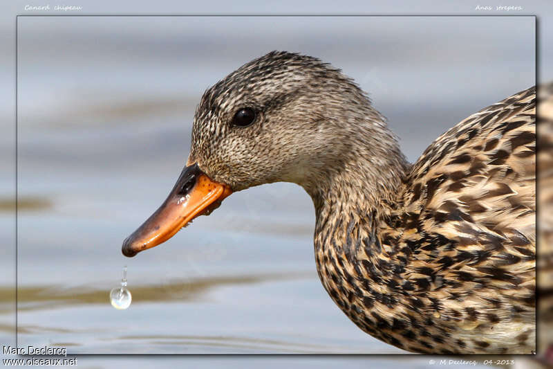 Gadwall female, close-up portrait