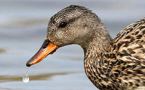 Canard chipeau