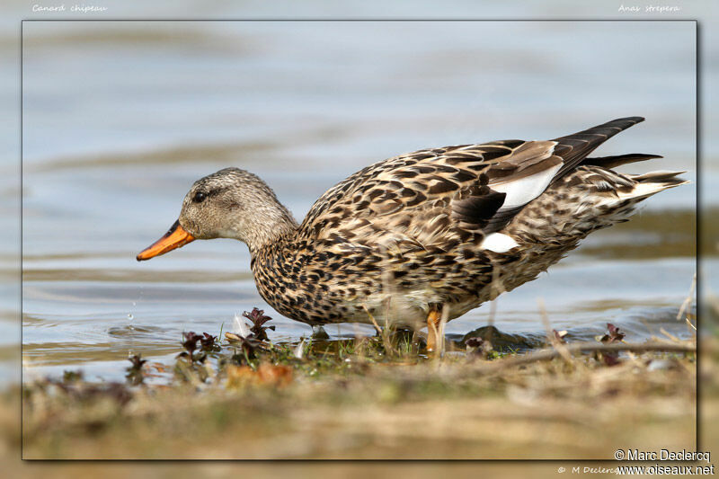 Gadwall, identification