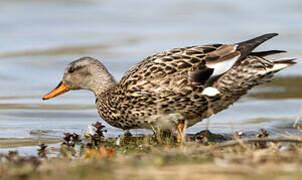 Canard chipeau