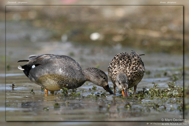 Canard chipeau, identification