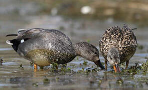 Gadwall